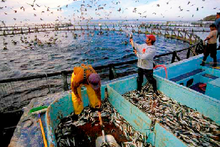 Maestría en Acuicultura y Gestión Ambiental